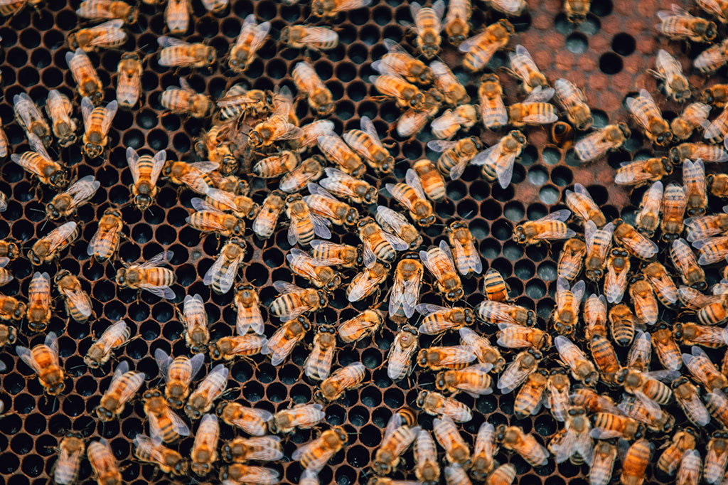 Here's all the buzz about honeybees